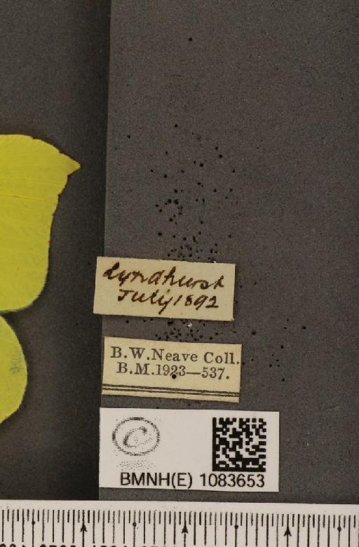 Gonepteryx rhamni rhamni Linnaeus, 1758 - BMNHE_1083653_label_63793