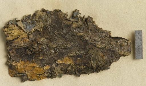 Arthopyrenia gemellipara (C.Knight) Müll.Arg. - BM001107572_a