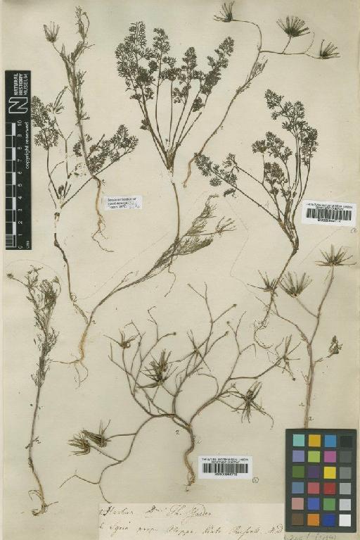 Scandix stellata Banks - BM000944715