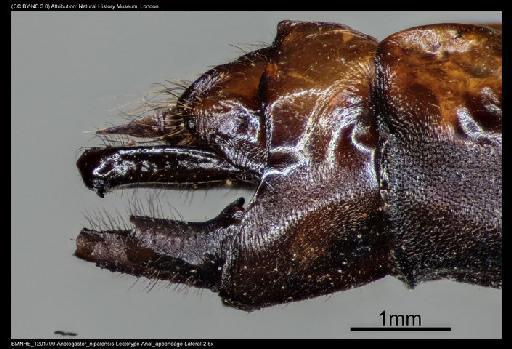 Anotogaster nipalensis Selys, 1854 - BMNHE_1201799-Anotogaster_nipalensis-Lectotype-Anal_appendage-Lateral-2.5x