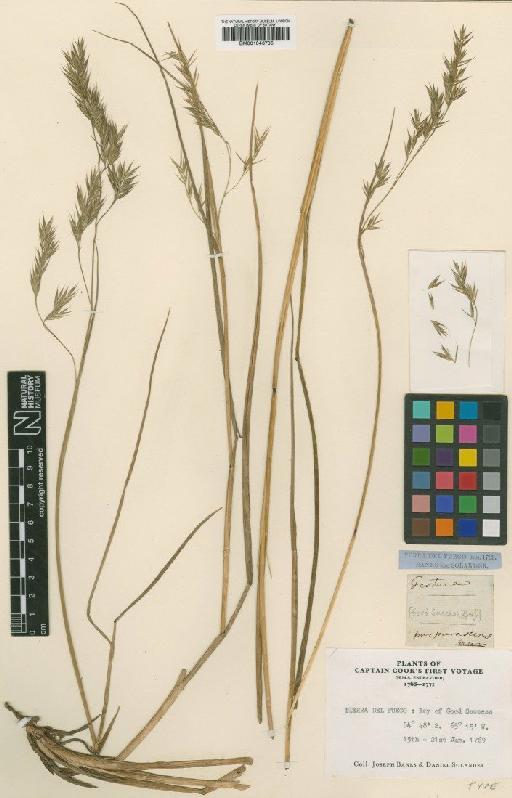 Festuca purpurascens Hook.f. - BM001043705