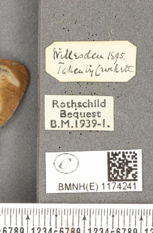 Maniola jurtina insularis ab. partimtransformis Leeds, 1950 - BMNHE_1174241_label_39543