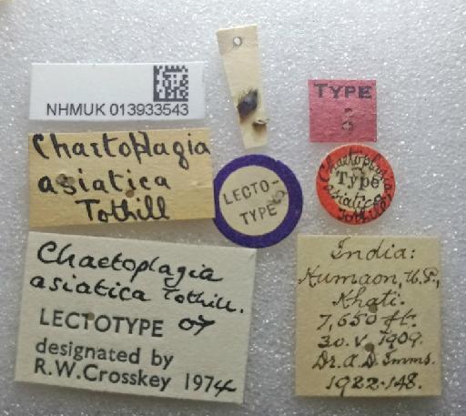 Tothillia asiatica (Tothill, 1918) - Tothillia asiatica LT labels
