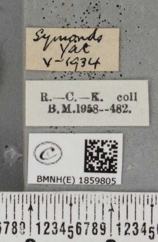 Pseudopanthera macularia (Linnaeus, 1758) - BMNHE_1859805_label_430142