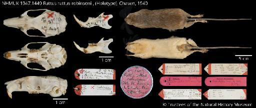 Rattus rattus robinsoni Chasen, 1940 - NHMUK 1947.1449 Rattus rattus robinsoni