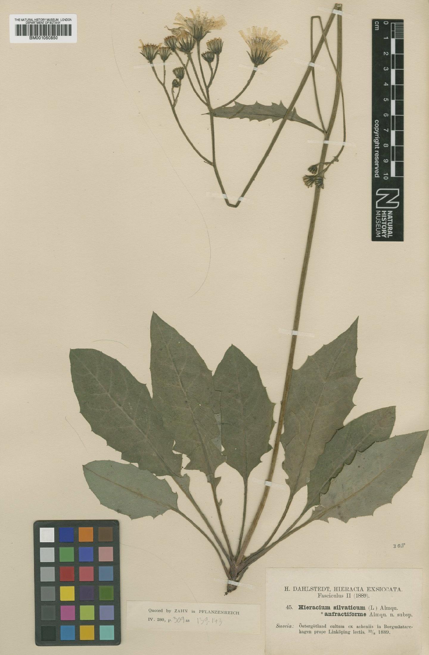 To NHMUK collection (Hieracium murorum subsp. anfractiforme (Almq.) Zahn; TYPE; NHMUK:ecatalogue:2399882)