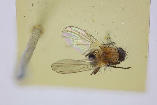 Anthomyia recurrens (Malloch, 1934) - Anthomyia recurrens HT dorsal