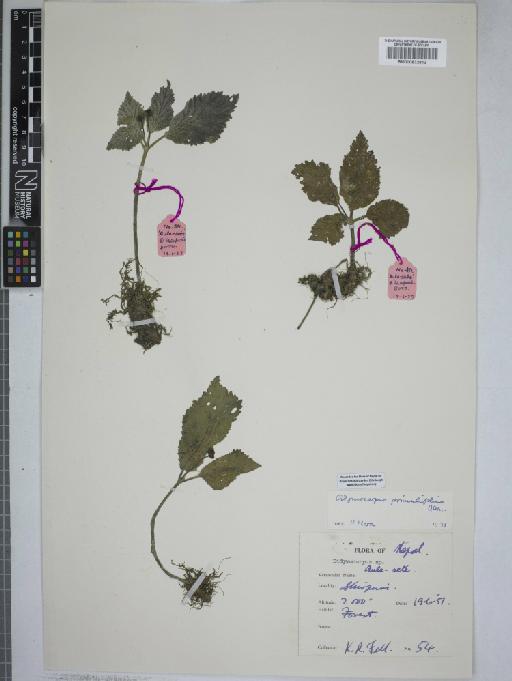 Didymocarpus primulifolius D.Don - 000832812
