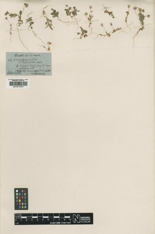 Viola hymettia Boiss. & Heldr. - BM000751800