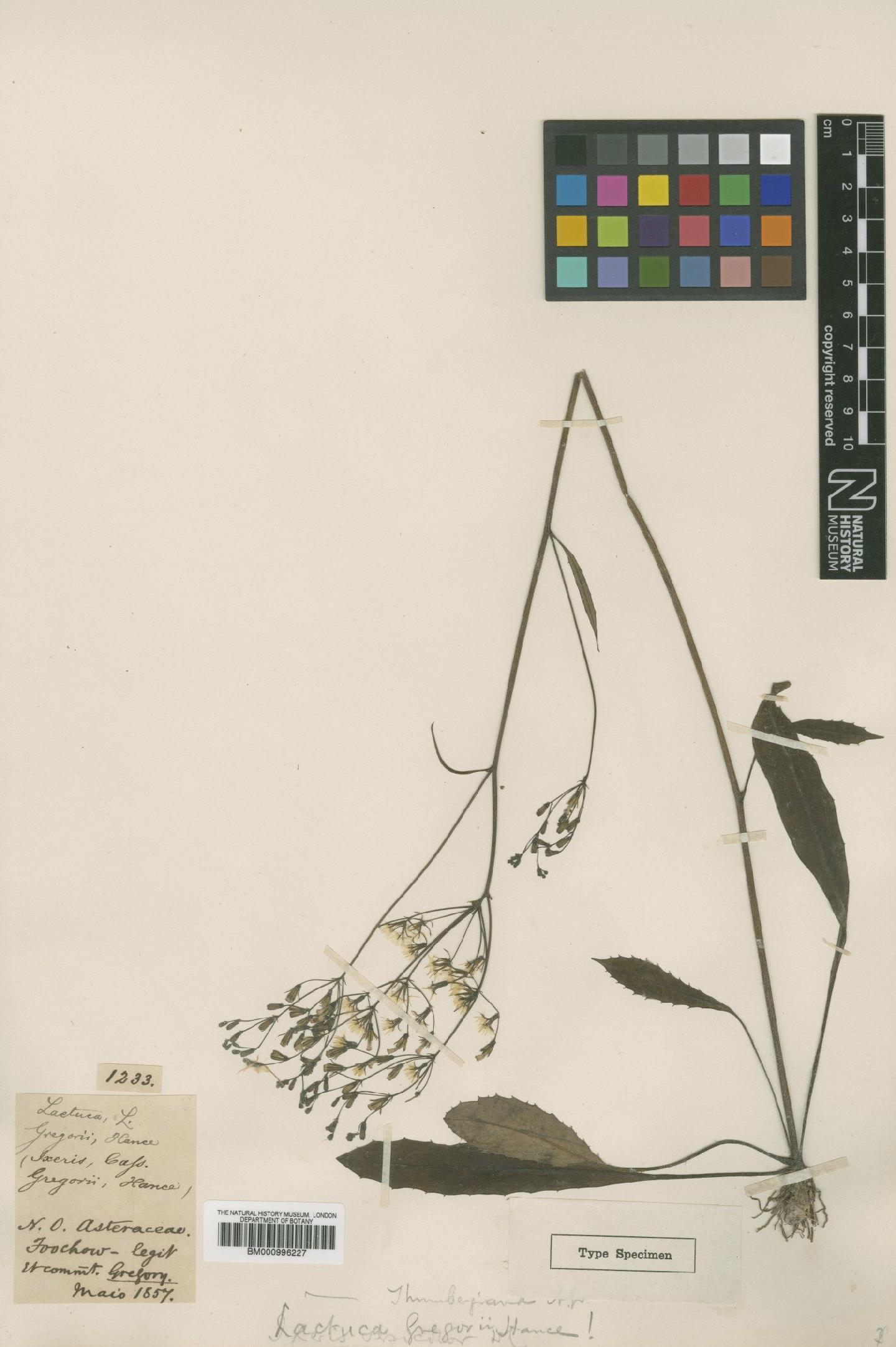 To NHMUK collection (Lactuca thunbergiana Hayata; Type; NHMUK:ecatalogue:480256)