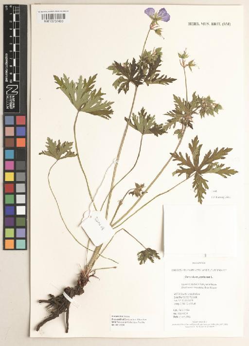 Geranium pratense L. - 013737408