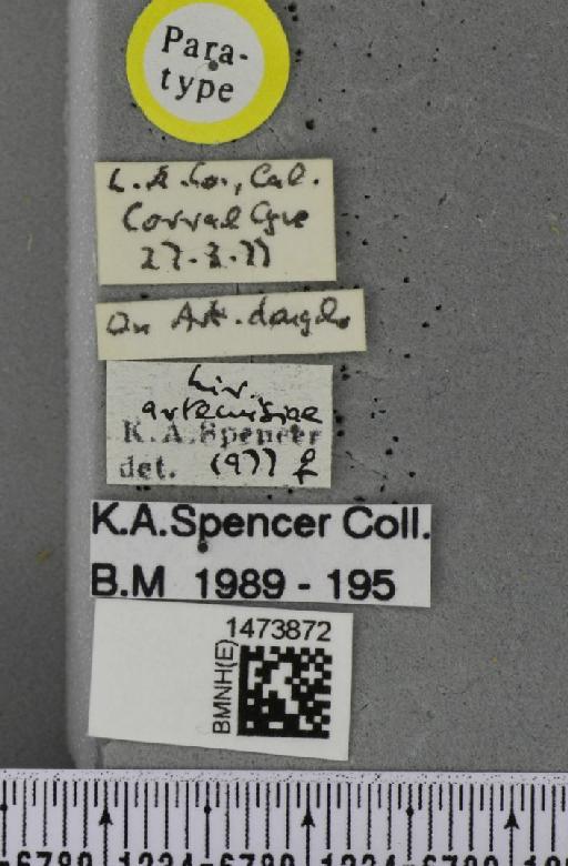 Liriomyza artemisiae Spencer, 1981 - BMNHE_1473872_label_49003