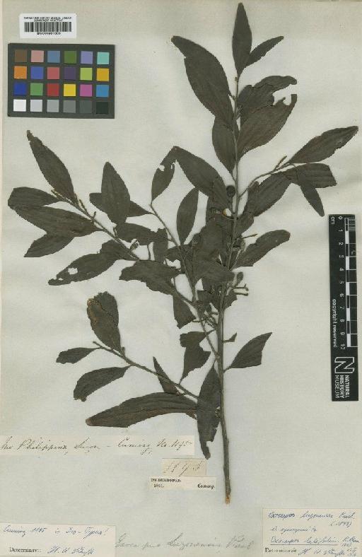Exocarpos latifolius R.Br. - BM000951306