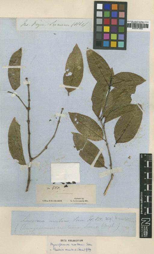 Phaleria montana Gilg - BM001015600