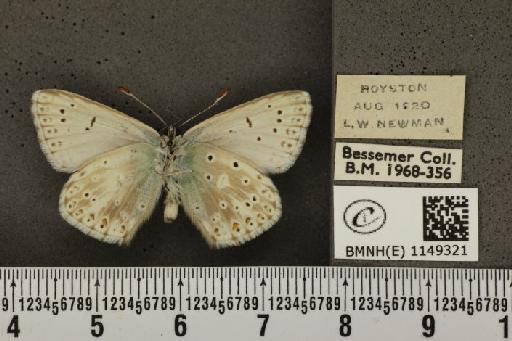 Lysandra coridon ab. obsoleta Tutt, 1896 - BMNHE_1149321_101774