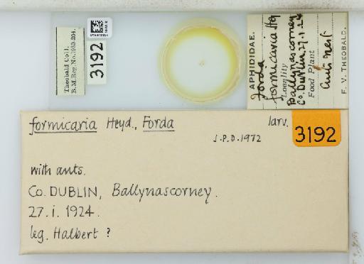 Forda formicaria von Heyden, C., 1837 - 015348894_113019_1094301_157673_NoStatus