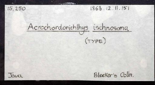 Acrochordonichthys ischnosoma Bleeker, 1858 - 1863.12.11.151; Acrochordonichthys ischnosoma; image of jar label; ACSI project image