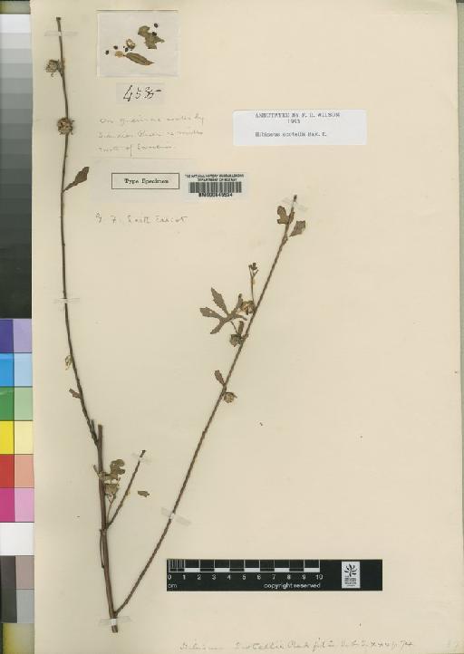 Hibiscus scotellii Baker f. - BM000645524