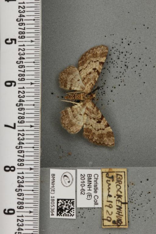 Eupithecia abietaria (Goeze, 1781) - BMNHE_1805364_380665