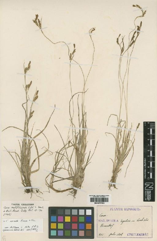 Carex nervata Franch. & Sav. - BM000797622