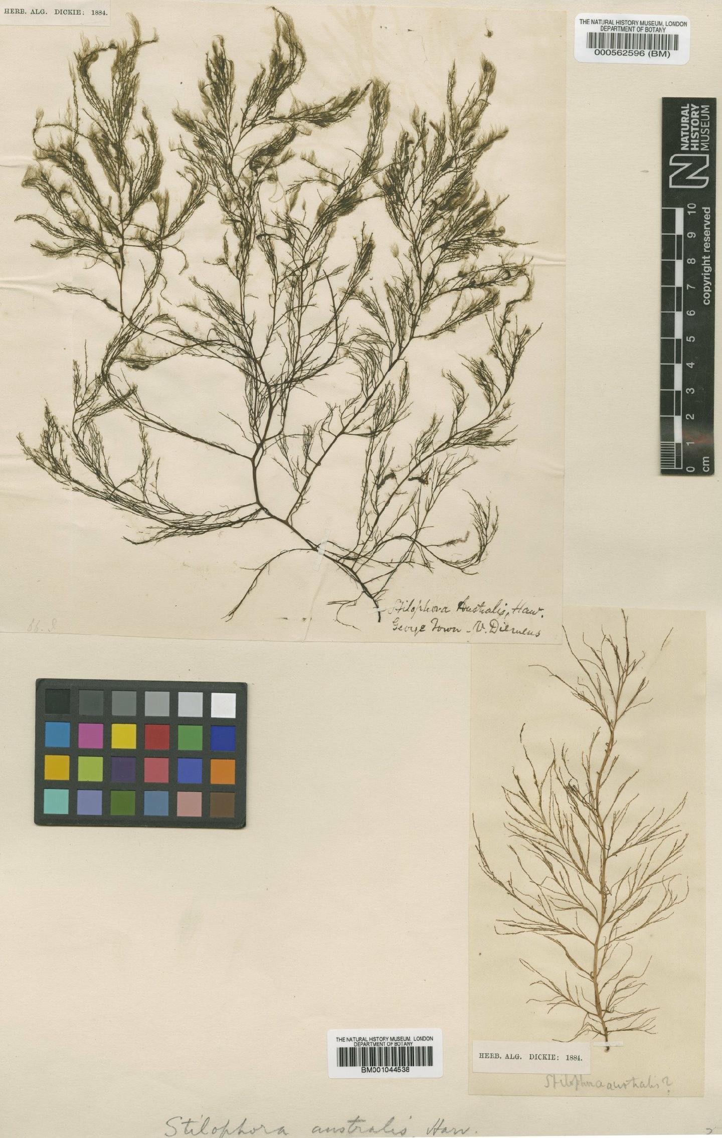 To NHMUK collection (Austronereia australis (Harvey) Womersley; TYPE; NHMUK:ecatalogue:620550)