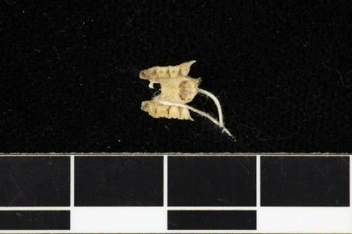 Rhinolophus perditus K. Andersen, 1918 - 1905_11_3_15-Rhinolophus_perditus-Holotype-Skull-occlusal
