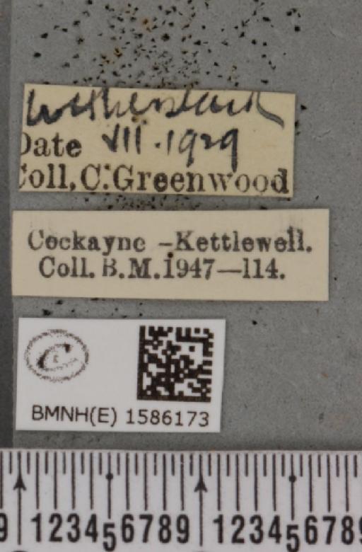 Idaea muricata ab. totarubra Lambillion, 1905 - BMNHE_1586173_label_260703