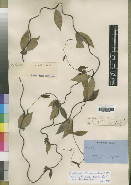 Ectadiopsis oblongifolia (Meisn) Schltr. - BM000925790