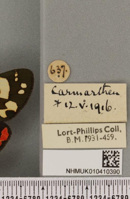 Callimorpha dominula (Linnaeus, 1758) - NHMUK_010410390_label_522366