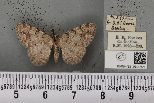 Aethalura punctulata (Denis & Schiffermüller, 1775) - BMNHE_1911971_484962