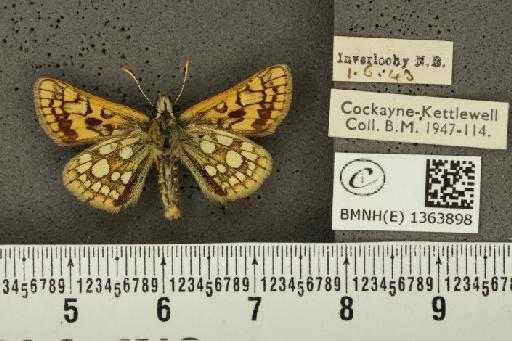 Carterocephalus palaemon (Pallas, 1771) - BMNHE_1363898_176148