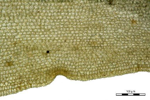 Syntrichia sinensis (Müll.Hal.) Ochyra - Barbula alpina_BM000575992margin.jpg