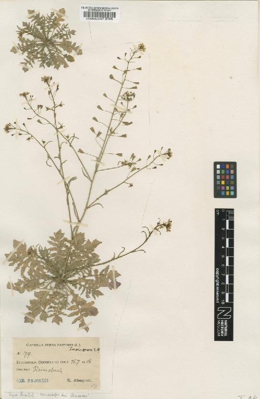 Capsella bursa-pastoris (L.) Medik. - BM000582857