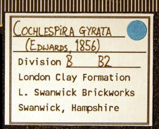 Cochlespira gyrata (Edwards, 1857) - TG 1123. Cochlespira gyrata (label 3)