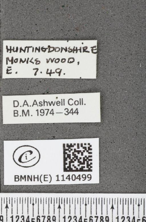 Thecla betulae (Linnaeus, 1758) - BMNHE_1140499_label_95936