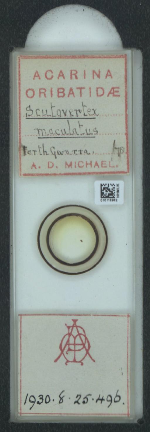 Scutovertex maculatus A.D. Michael, 1882 - 010118982_128155_1585179