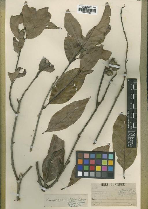 Castanopsis piriformis Hickel & A.Camus - BM000907527