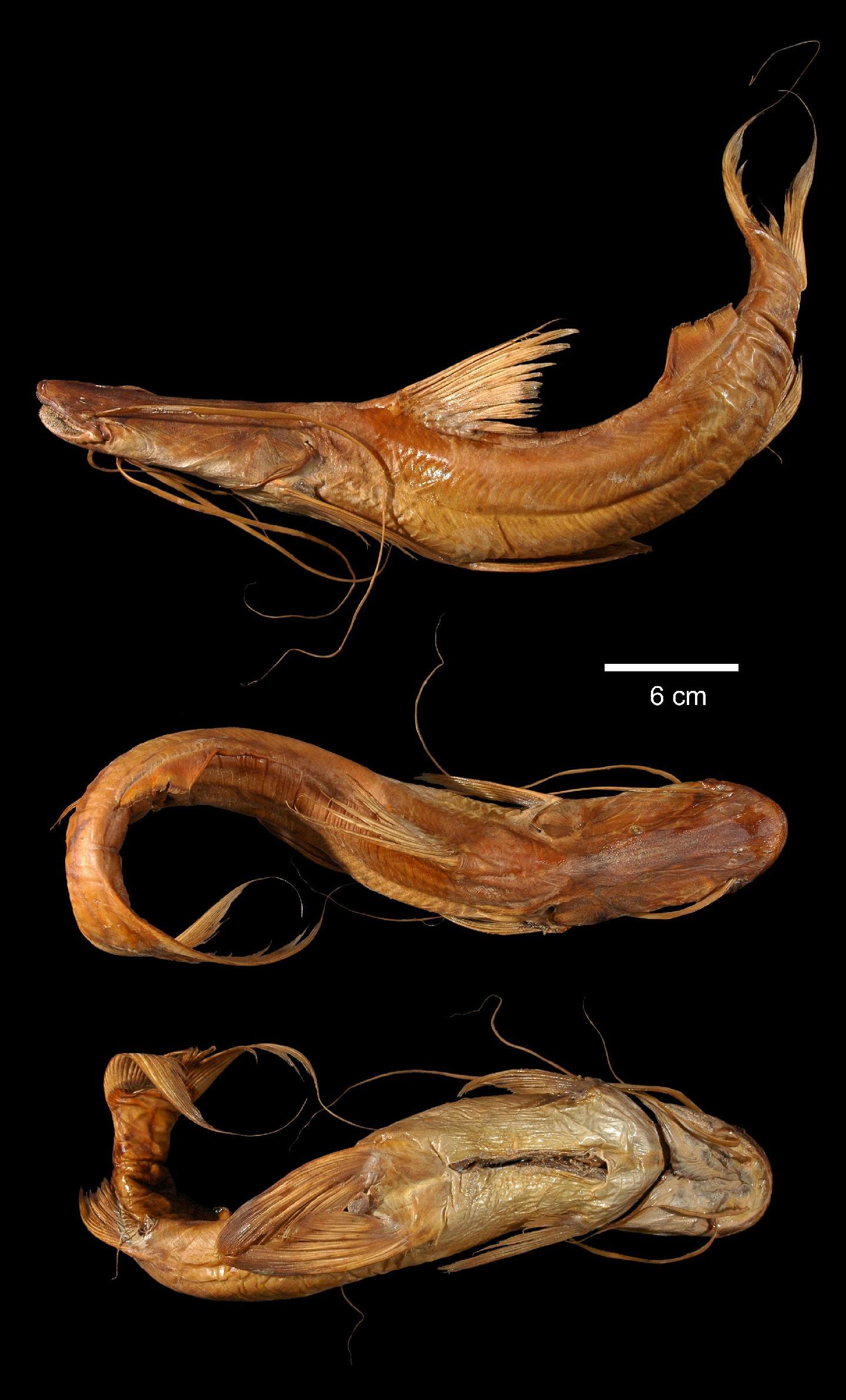 To NHMUK collection (Brachyplatystoma platynema Boulenger, 1898; HOLOTYPE; NHMUK:ecatalogue:3121310)