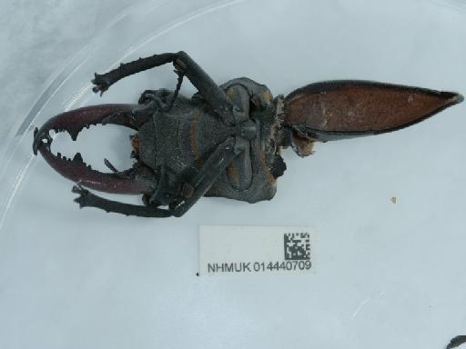 Lucanus cervus (Linnaeus, 1758) - 014440709_2