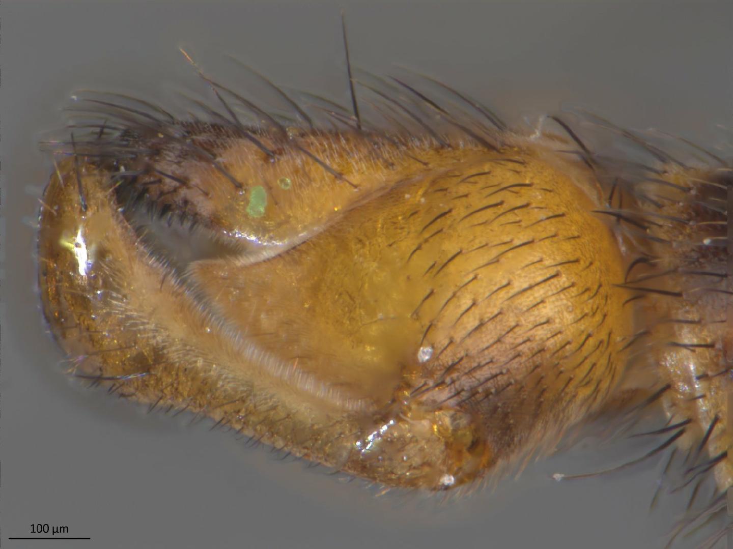 Aglaomyia gatineau thumbnail