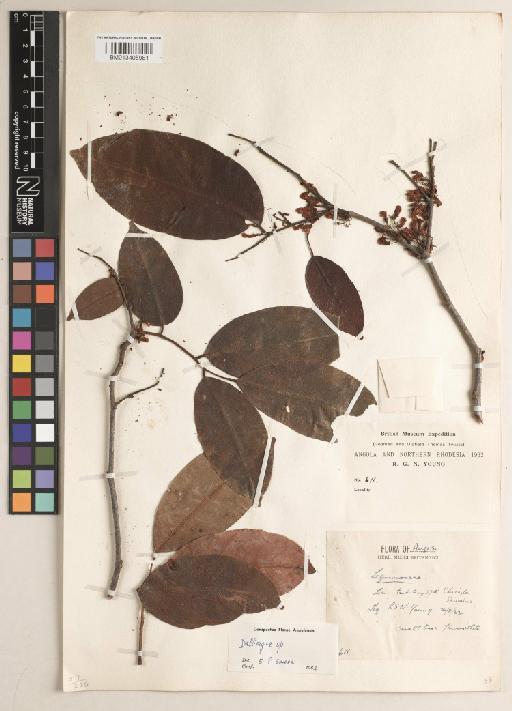 Dalbergia pachycarpa (De Wild. & T.Durand) Ulbr. & De Wild. - BM013405981