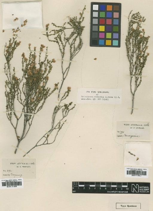 Eriostemon tomentellus Diels - BM001015506