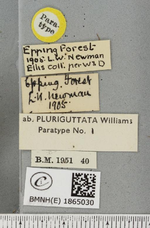 Angerona prunaria ab. striolata Klemensiewicz, 1913 - BMNHE_1865030_label_430696