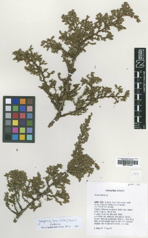 Juniperus brevifolia (Seub.) Antoine - BM001009849