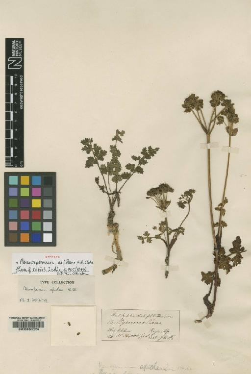 Pleurospermum apiolens C.B.Clarke - BM000622356