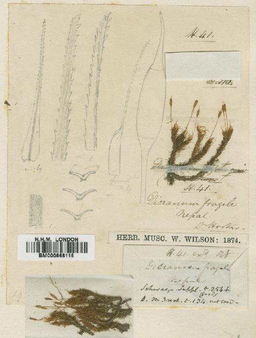 Dicranum psathyrum Klazenga - BM000866115