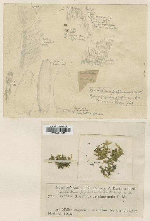 Glossadelphus perplanicaulis (Broth.) Fleisch - BM000871544