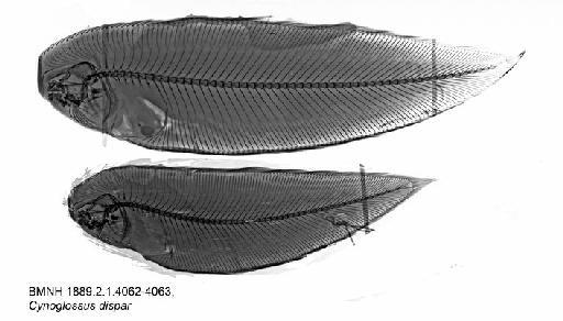 Cynoglossus dispar Day, 1877 - BMNH 1889.2.1.4062-4063, Cynoglossus dispar, Radiograph