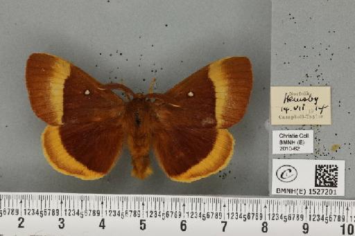 Lasiocampa quercus quercus (Linnaeus, 1758) - BMNHE_1527201_195226