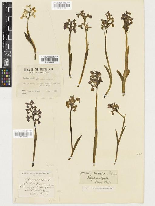 Anacamptis morio (L.) R.M.Bateman, Pridgeon & M.W.Chase - BM001054936